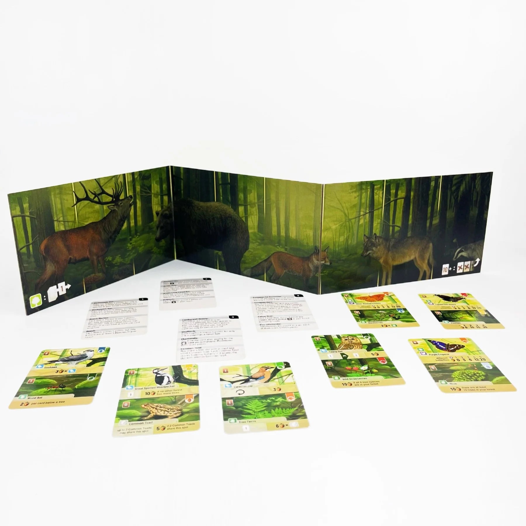Forest Shuffle Strategy Card Game - Nature-Themed Family Board Game for 4-8 Players, English Edition Multiplayer Party Fun